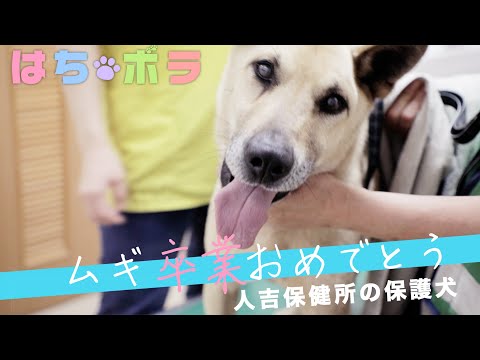 【はちボラ】人吉保健所のムギ　卒業の日