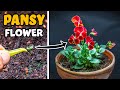 Growing pansy flower from seed 89 days time lapse