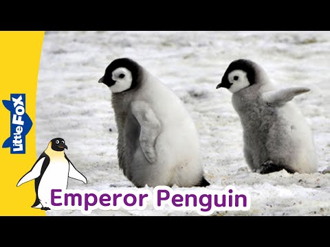 Video: Se vor întâlni pinguinul și ghicitorul?
