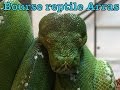 Bourse reptile darras et surprise