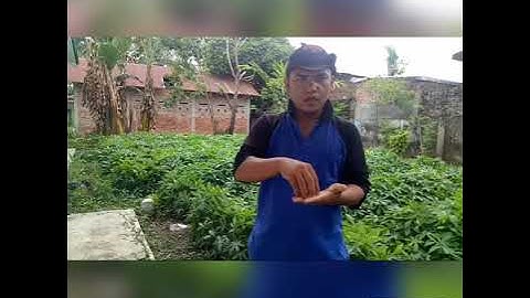 Cara Menanam Daun Ubi atau Singkong dengan Hasil Yang Memuaskan