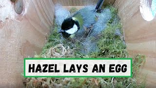 Hazel The Great Tit Laying An Egg | Nesting Season 2022