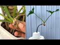 How to Breed (Philodendron Selloum) | Lacy Tree Philodendron