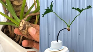 How to Breed (Philodendron Selloum) | Lacy Tree Philodendron