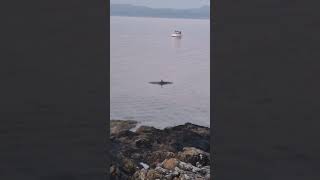 Llŷn Peninsula Dolphins