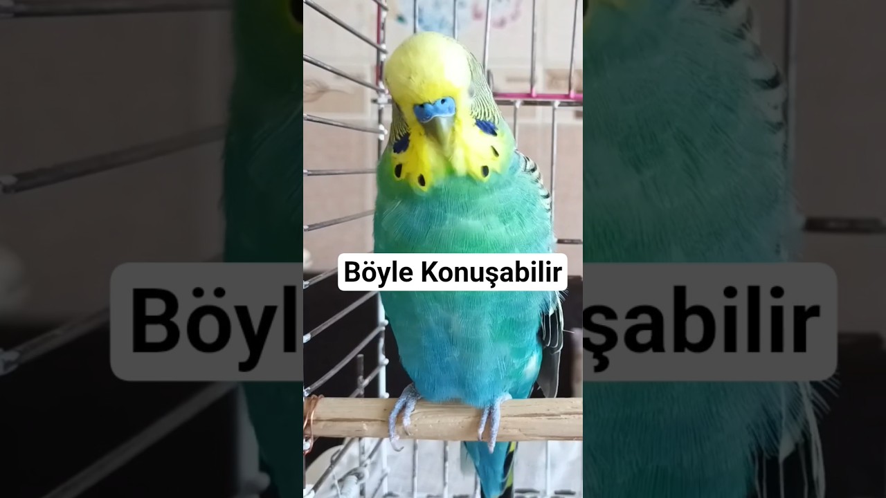 Muhabbet kuşu Konuşturma Eğitimi | muhabbet kuşu konuşması #muhabbetkuşu #konuşankuş #konuşankuş