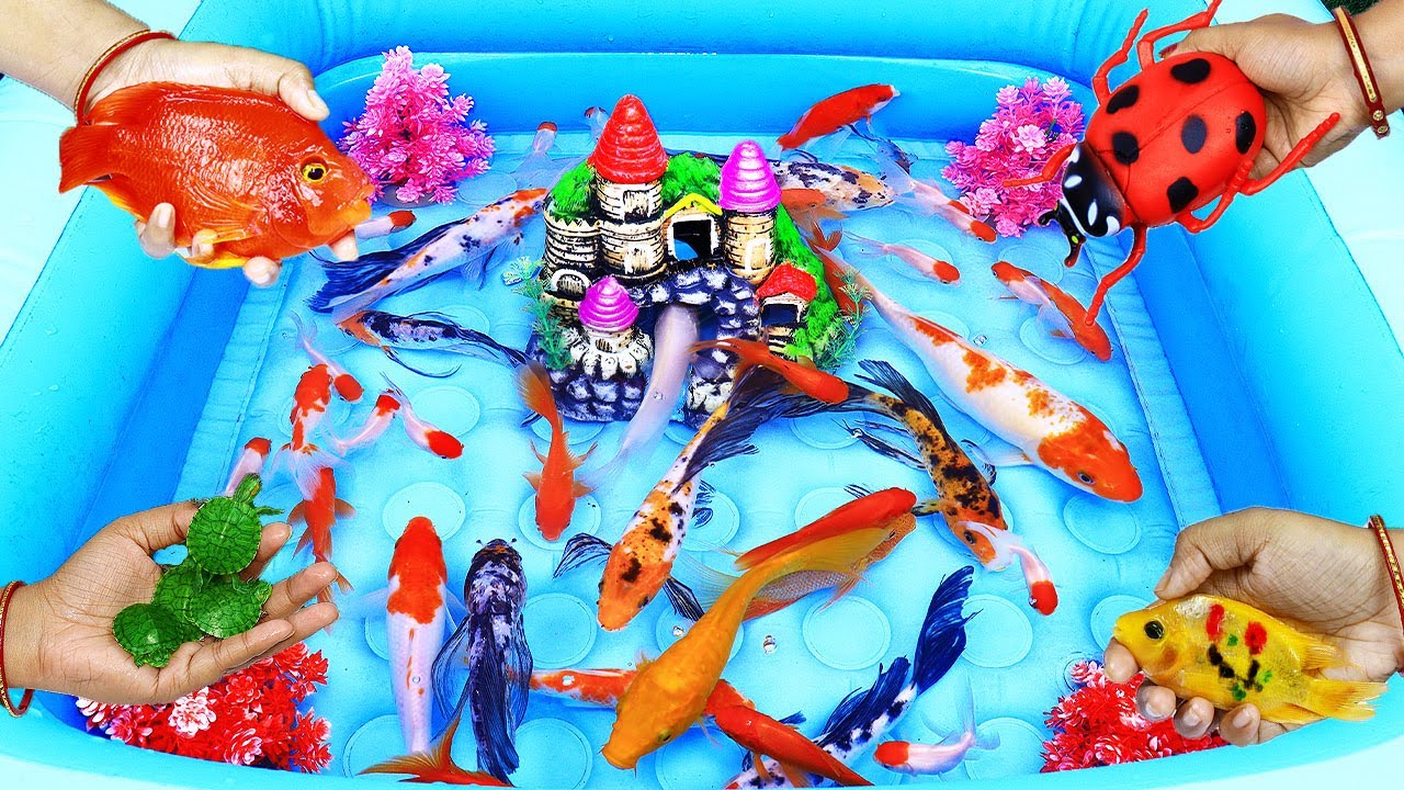 animals with amazing fish catching idea looking so exciting cute pet