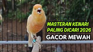 MASTERAN KENARI GACOR NGEROL PANJANG COCOK UNTUK PANCINGAN Kenari Paud AGAR cepat GACOR!!