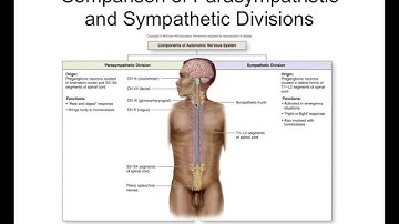Chapter 18 Autonomic Nervous System Part2