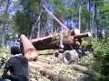 Extración forestal en la sierra de San Dimas Durango