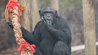 Special Holiday Celebration for Former Research Chimps