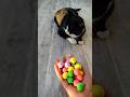 Cat Tommy with Beads 🟡🟢 Satisfying Reverse Video ASMR #shorts