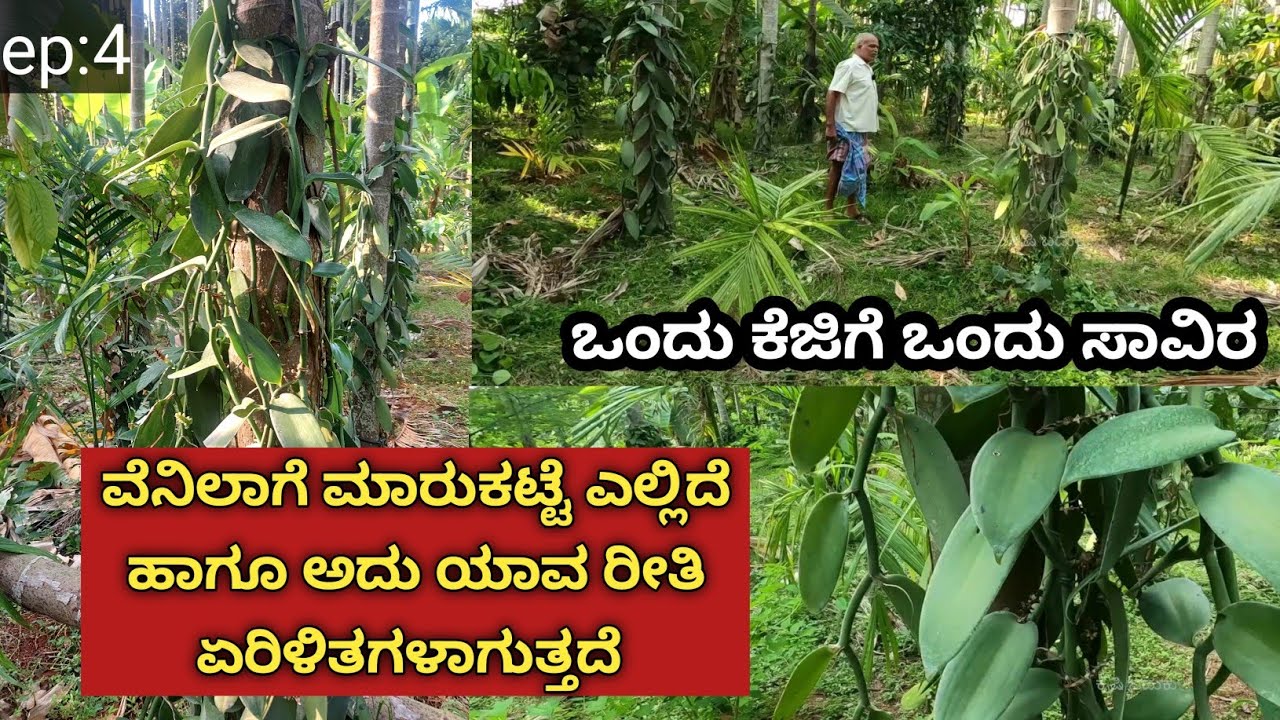 ನಮ್ಮ ತೋಟದಲ್ಲಿ ವೆನಿಲಾ ಬಳ್ಳಿಗಳು ಕೂಡ ಇವೆ... ಇದರಿಂದ ಲಕ್ಷ ಲಕ್ಷ ಹಣ ಬರುತ್ತಾ.. ಇದರ ಮಾರುಕಟ್ಟೆ ಎಲ್ಲಿದೆ