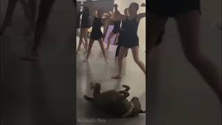 Cute Pets Doing Funny Things: Cats, Dogs, and Lambs Adorable Antics! #shorts