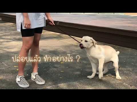 วีดีโอ: วิธีการฝึกลูกสุนัข Pitbull (พร้อมรูปภาพ)