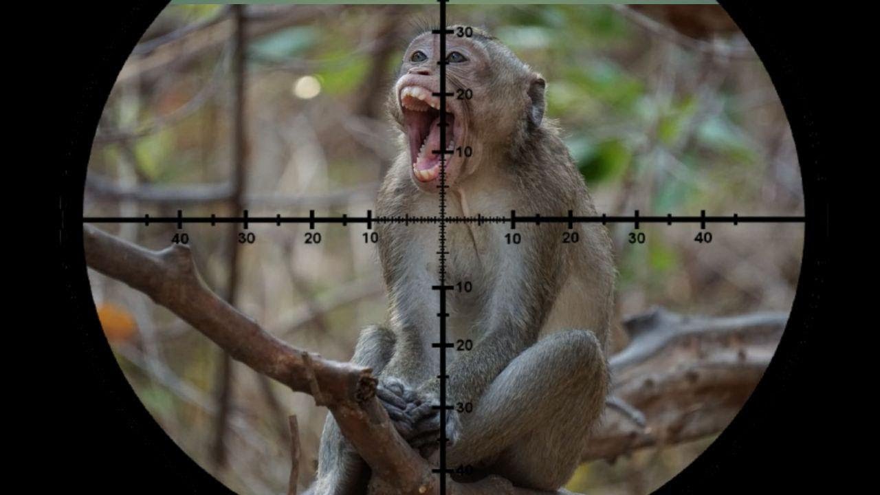 monkey hunting trips