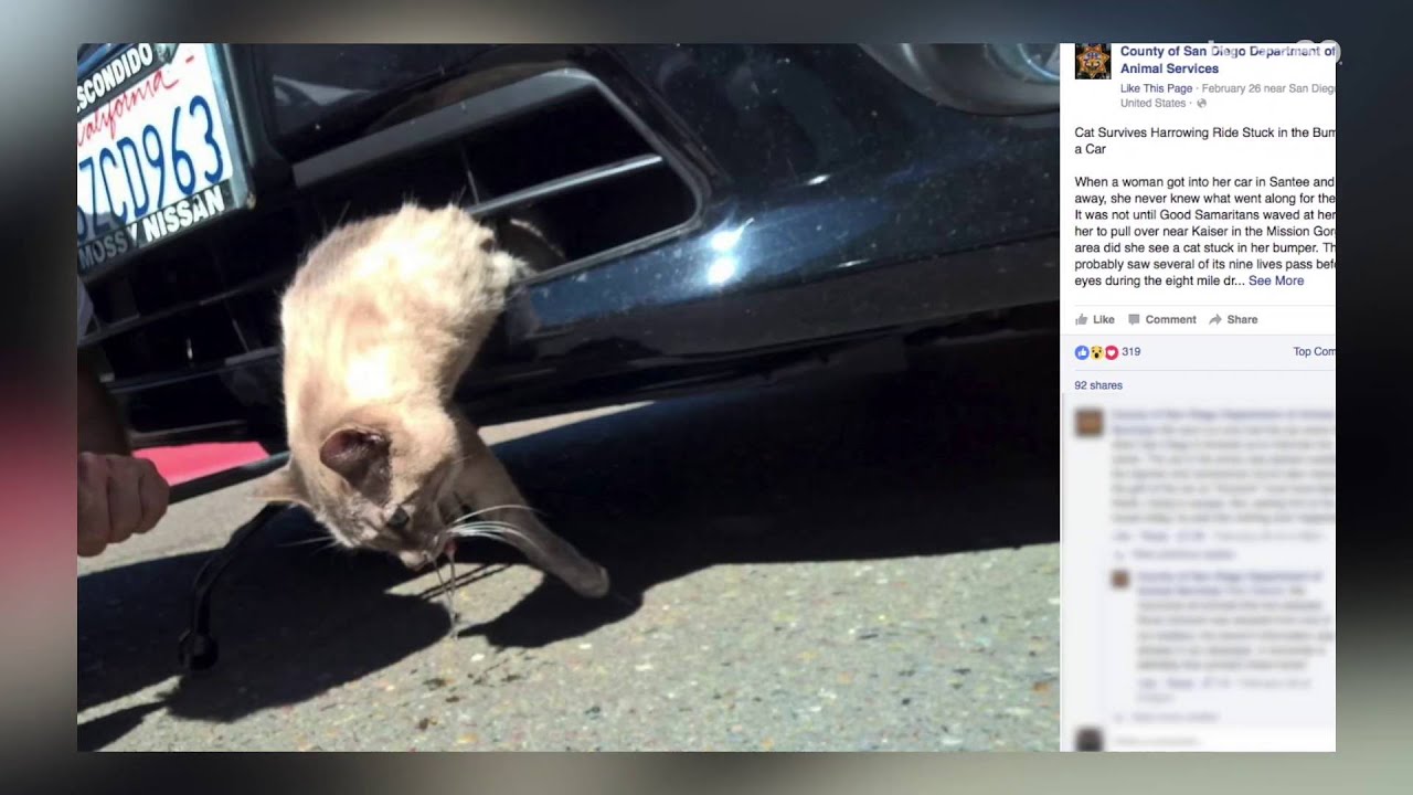 Cat Survives Being Trapped In Car Bumper For 8 Miles Youtube 