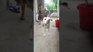 goat 🐐#viral #shorts #trending