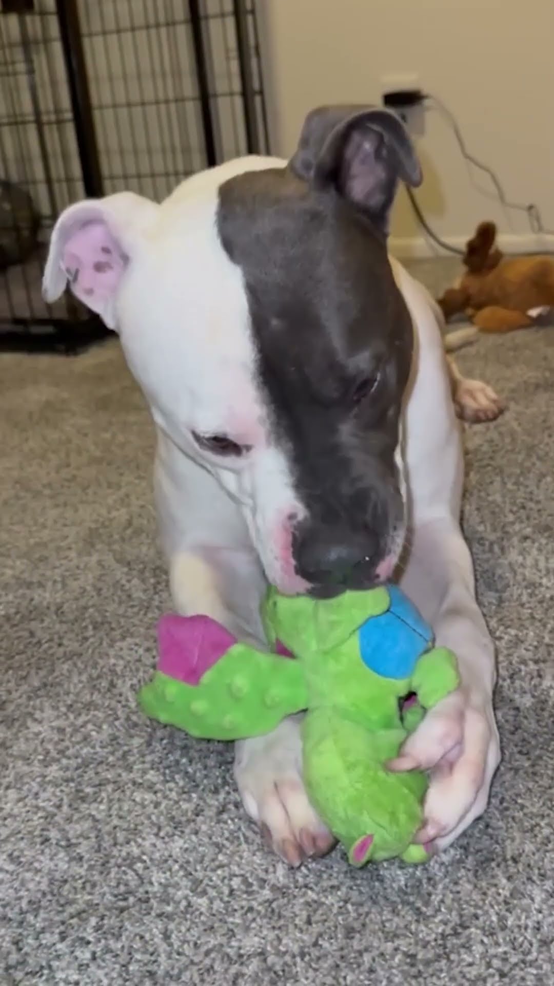 Adoptable Pittie Can't Stop Sucking On Stuffies | The Dodo