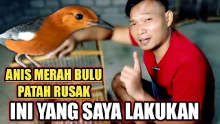 IS IT BETTER TO PLUG IT OUT OR LET IT FALL OFF? I HAVE BROKEN AND DAMAGED RED ANIS FEATHERS. THIS...