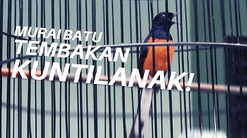 MURAI BATU NEMBAK KUNTILANAK Mirip Cililin Kasar