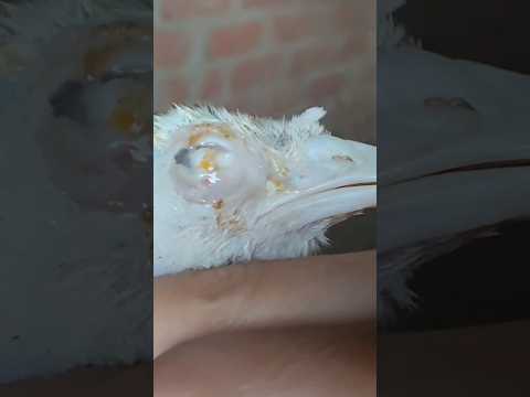 أسرع علاج لورم العين عند الرومي مصطفى وأمل