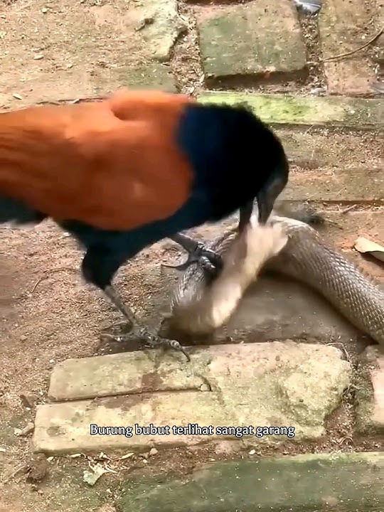Peran Penting Burung Di Dalam Ekosistem #burungbubut #shortvideo #faktaunik