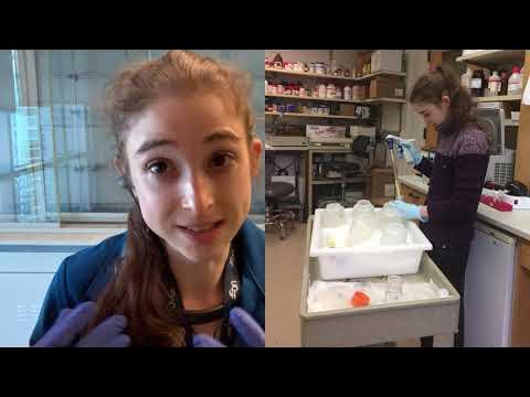 Harvesting cell culture - basics and practical tips - YouTube