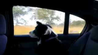 Dog chasing cars in the car.