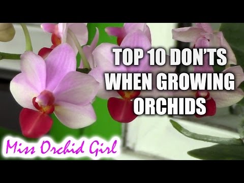 Top 10 DON&rsquo;Ts when Growing Orchids - tips for orchid beginners