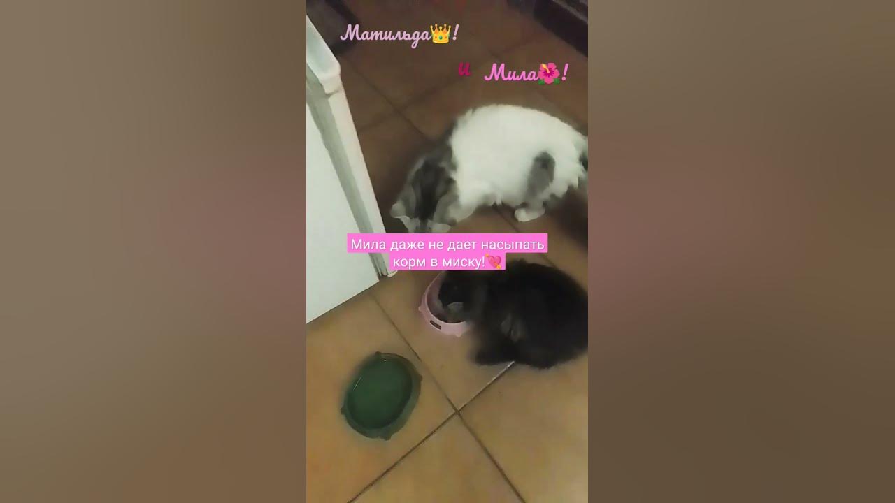 Матильда👑 и Мила🌺! - YouTube