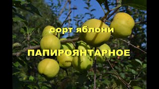 Сорт яблони Папироянтарное