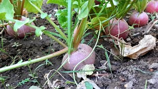 #زراعة #الفجل الأحمر والأبيض في المنزل من الألف إلى الياء Radish Cultivation