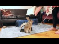 Rabbit Tricks - Bax the Bun