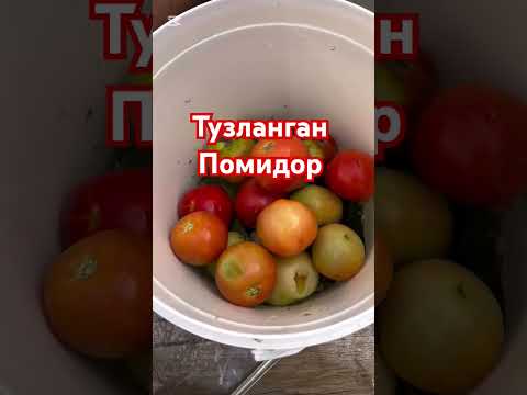 Тузланган помидор- Салёные помидоры 🍅🍅🍅🍅🍅🍅🍅🍅🍅