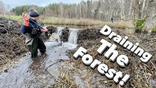 Beavers Blocked The Forest Channel!