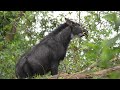 Indochinese Serow