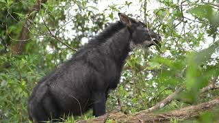 Indochinese Serow