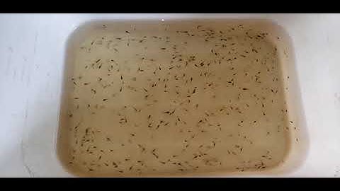 Hút Cặn Hồ Cá Betta Bột - Vệ Sinh Hồ Cá Betta 0909.113.095