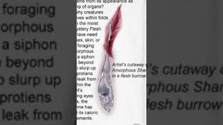 Fauna of Mystery Flesh Pit National Park #shorts