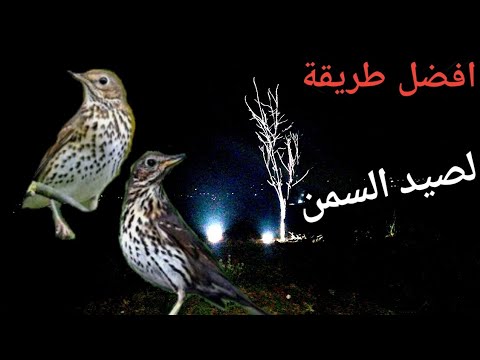 أفضل طريقه لصيد سمن 2021 The Best Way To Hunting AlSommon