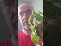 #shortvideo #персик #корсиканец #урожай Как узнать кто собирал урожай ?