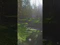 Beautiful Forest View | Relaxing, Calming, And Soothing Quran Recitation #satisfying #sleepmusic