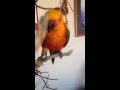 living with a jealous, molting, adolescent Jenday conure