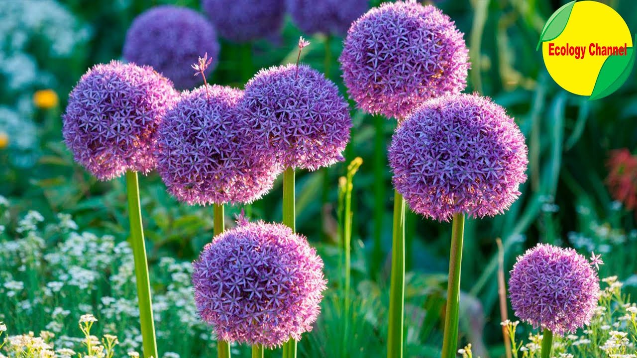 8 variedades de Allium