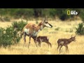 Lantilope damrique ou antilocapre