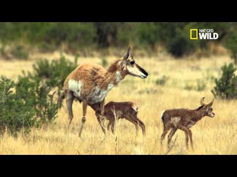 Vidéo: La plus petite antilope du monde. Antilope dik-dik: description, photo