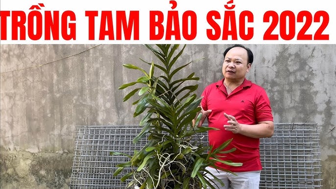 Cách Trồng Tam Bảo Sắc: Hướng Dẫn Chi Tiết và Mẹo Chăm Sóc Cây Hiệu Quả