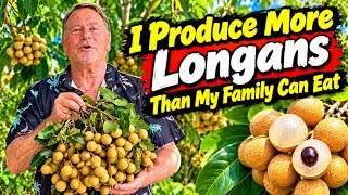 Its Longan Harvest Time!