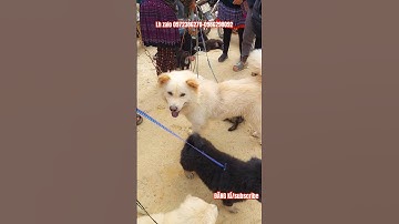 Chợ chó Cán cấu cún đẹp rẻ hôm nay 3/5/2025 #thúcưng #dongvat #animals